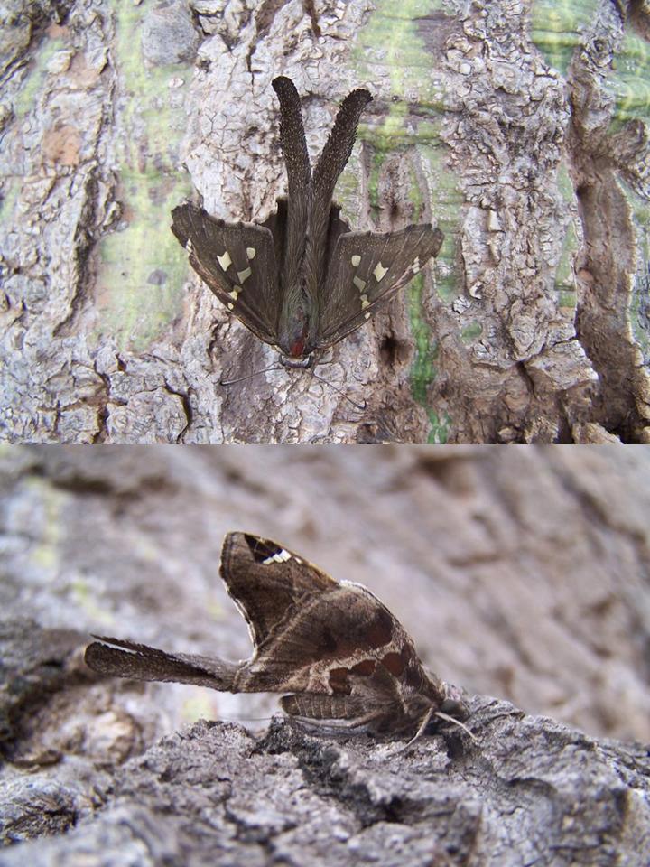 FIGURE 3e FIGURE 3e